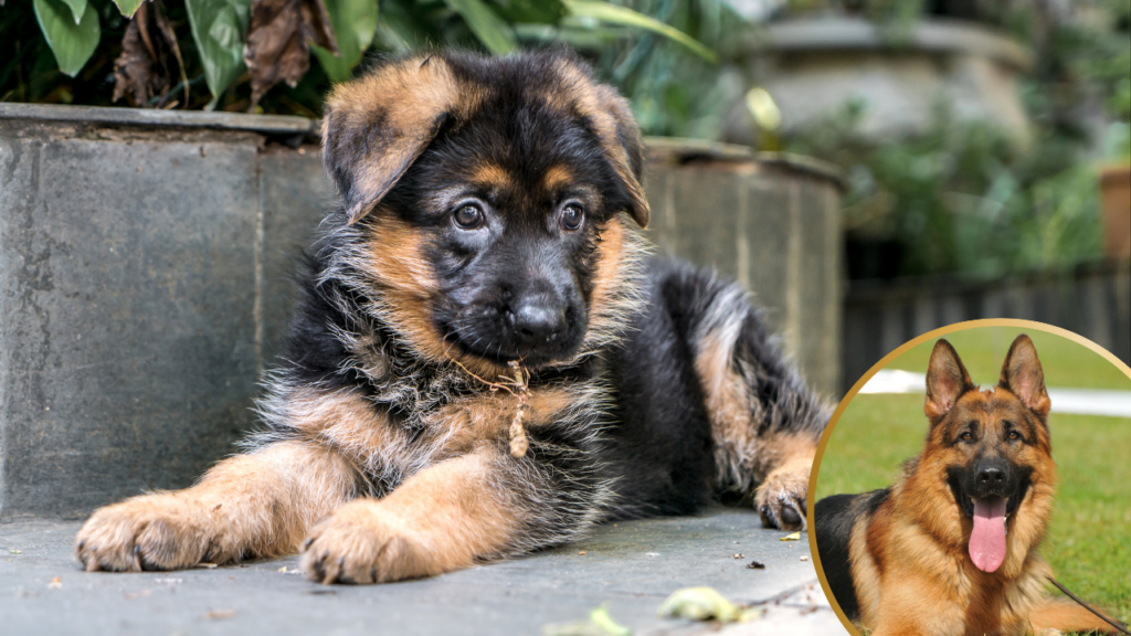 German shepherd pup