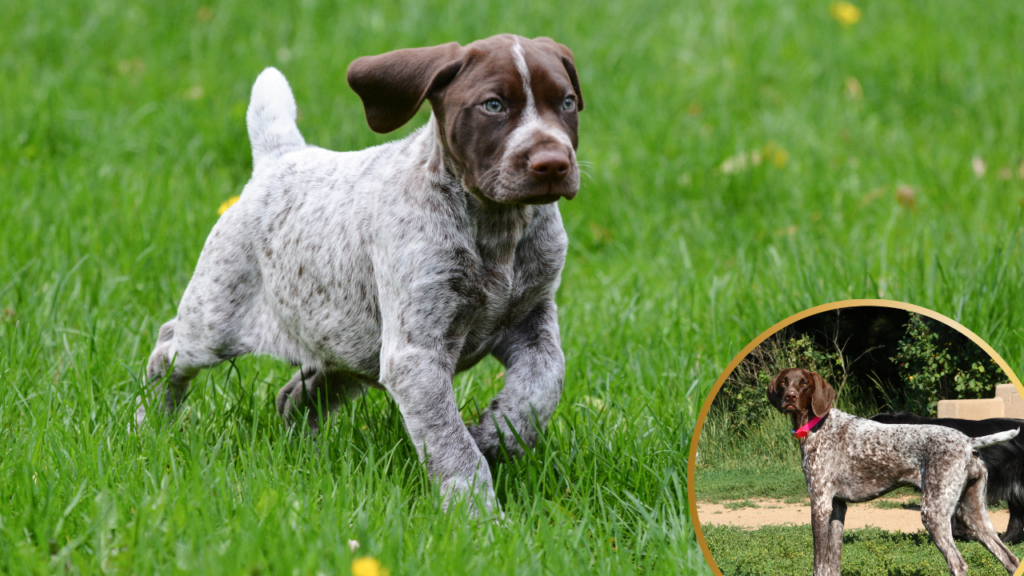German Shorthaired pointer