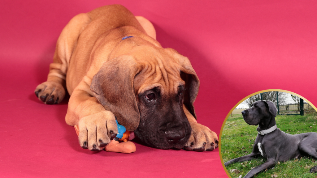 Great dane