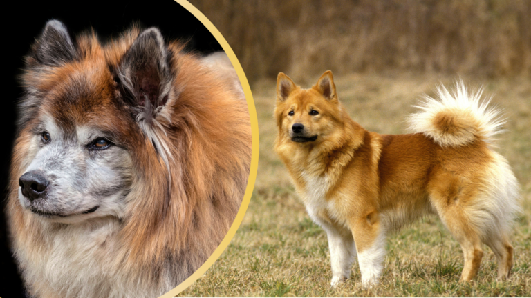 Icelandic sheepdog with older dog in frame
