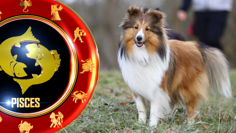 10 dog Breeds compatible with zodiac Sign Pisces
