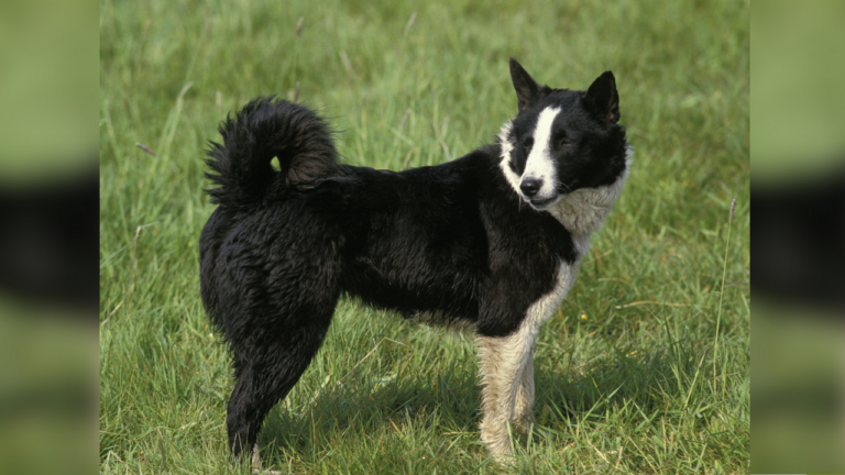 Feature image: Karelian Bear Dog
