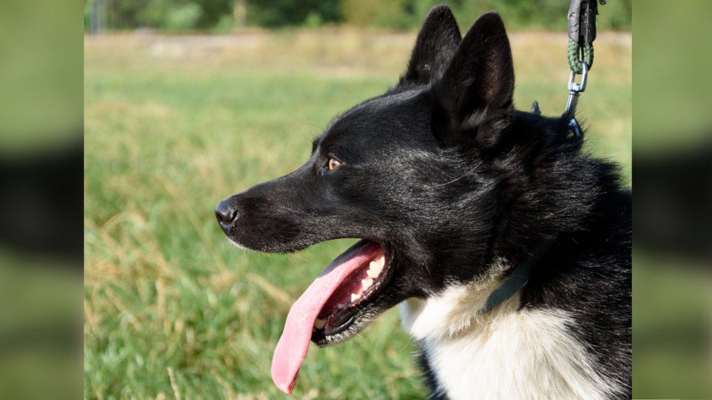Karelian bear dog side facial profile