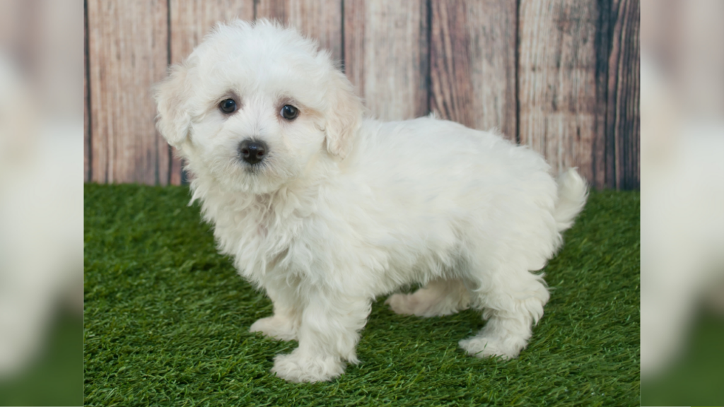 Cute white maltipoo