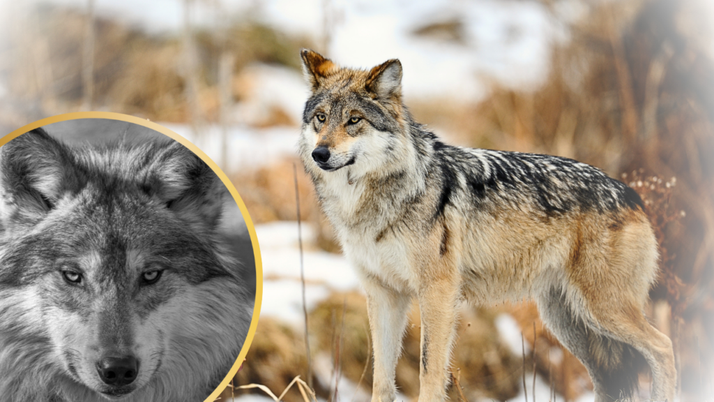 Mexican Gray Wolf