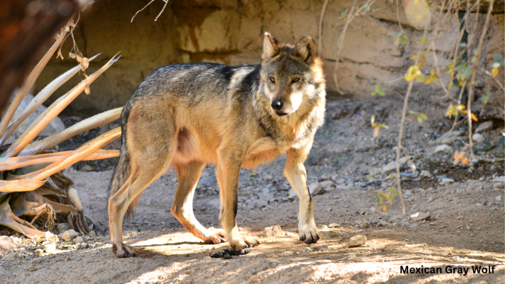 Large Male Mexican Gray Wolf