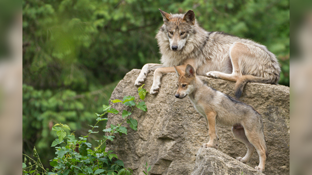 Mexican Gray Wolf with cub
