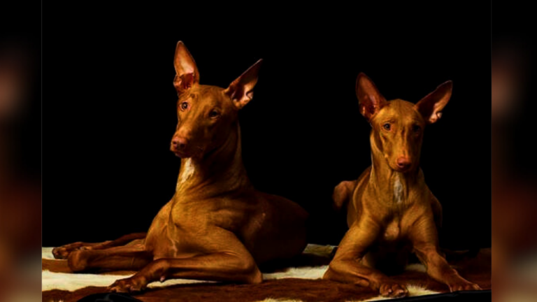 Featured image: Pharaoh hound