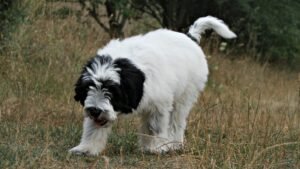 White and black spotted Polish Lowland Sheepdog