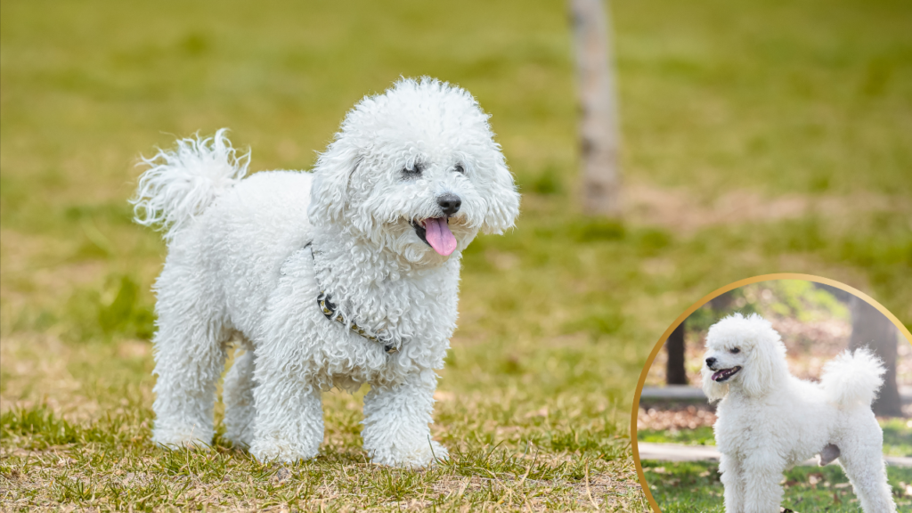 Poodle