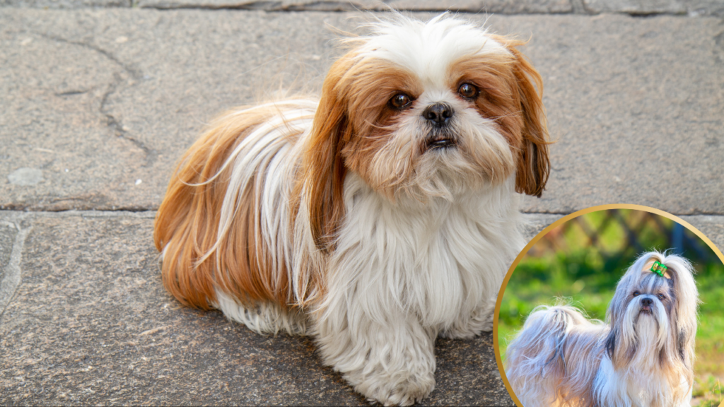 Shih Tzu