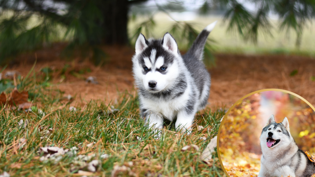 Siberian Husky