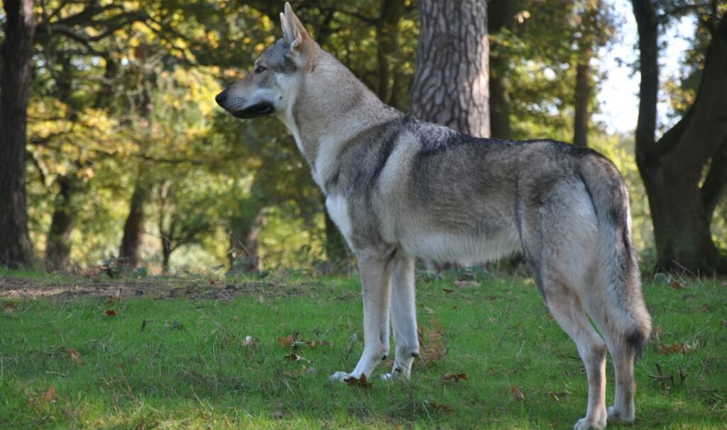 Czechoslovakian vlciak standing on grass