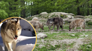 A wolf pack