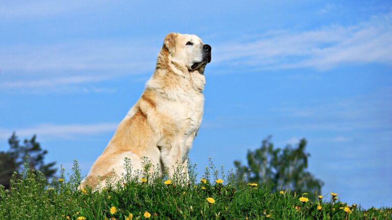 Majestic Alabai in a meadow