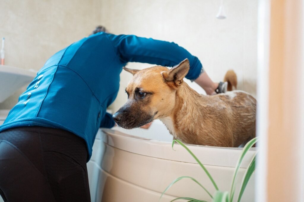 woman giving dog a bath