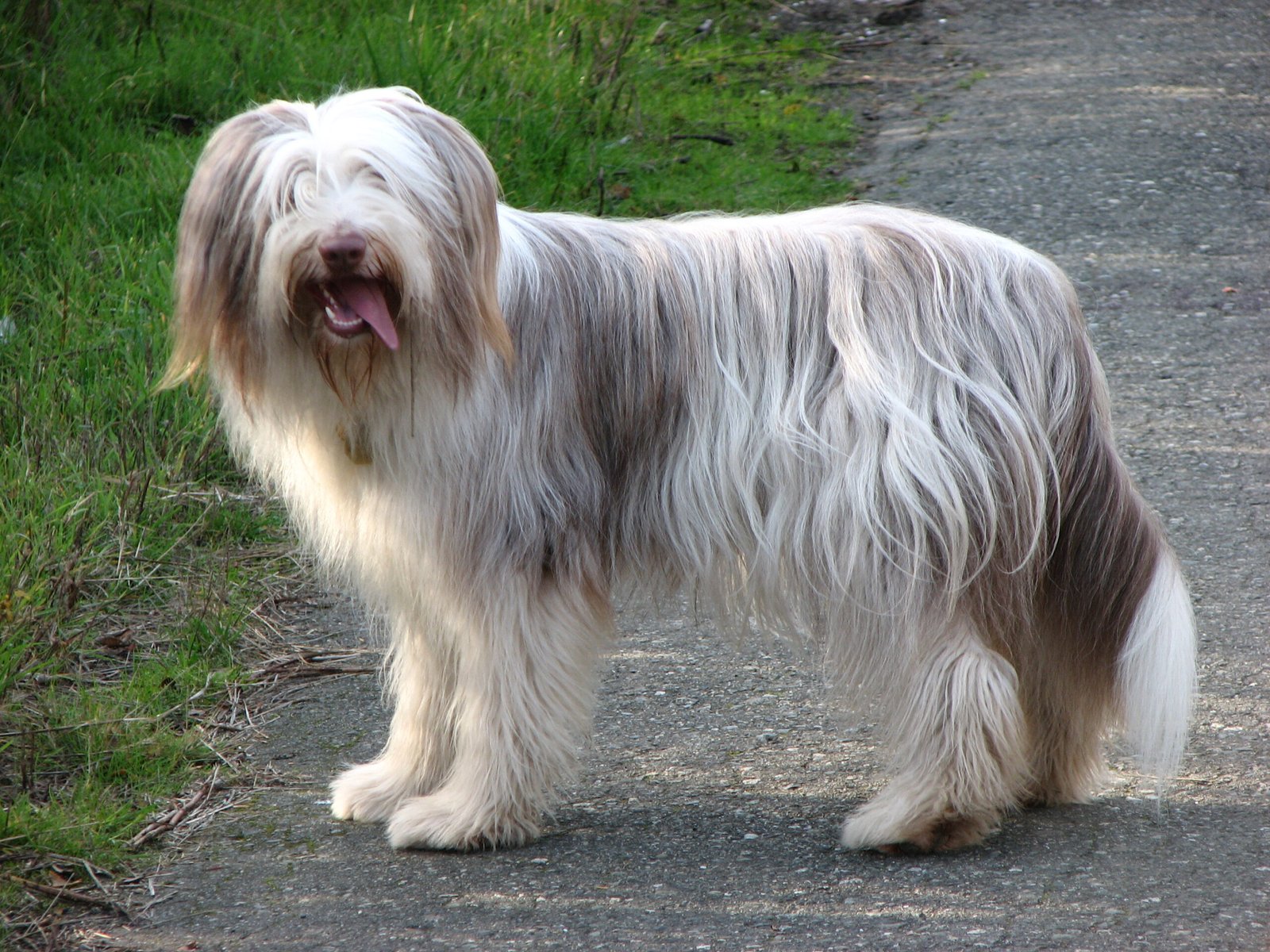 5. Bearded Collie