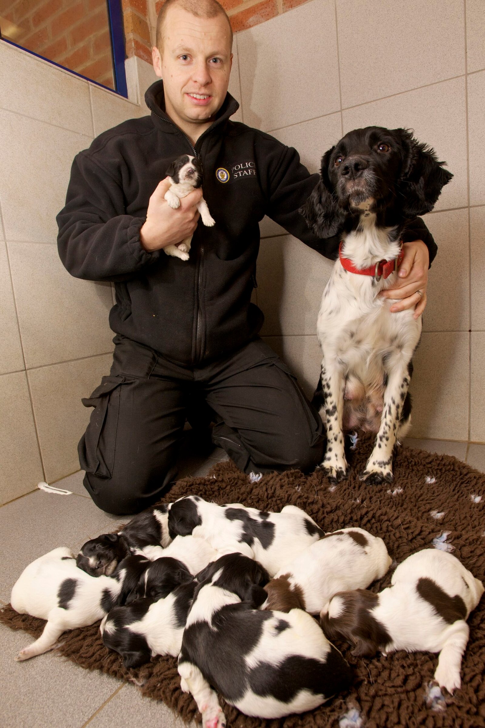 Navigating Social Media Safely for Dog Training