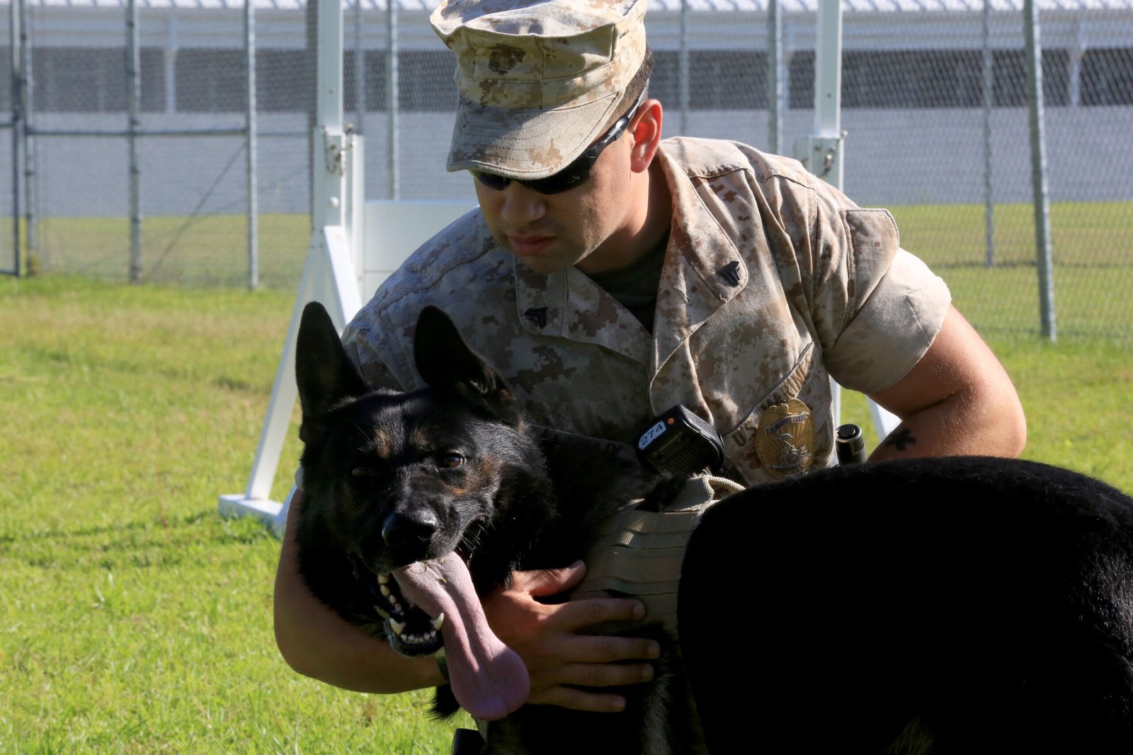 The Bond Between Dogs and Their Handlers