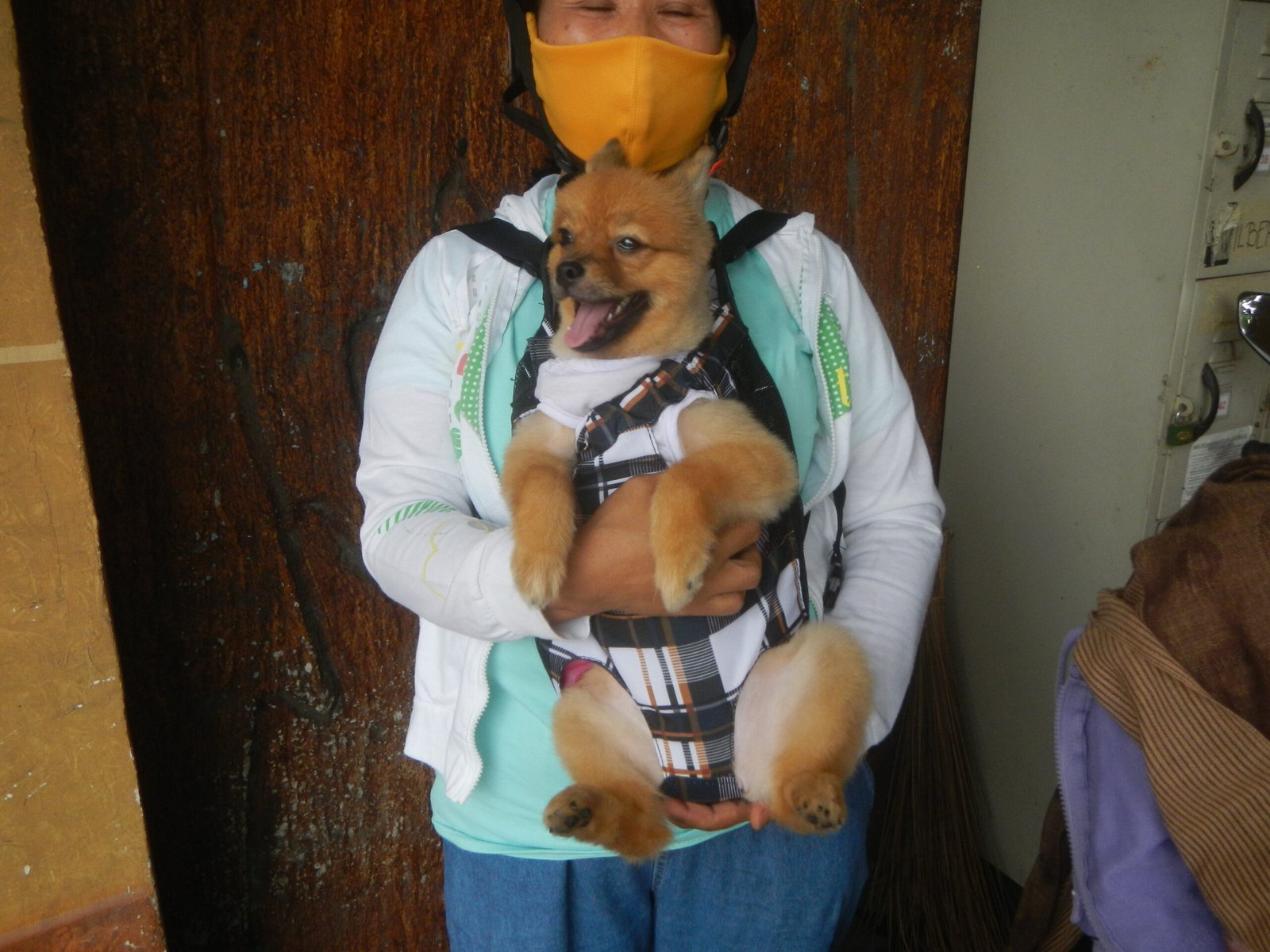 Rise of the 'Pandemic Puppy'