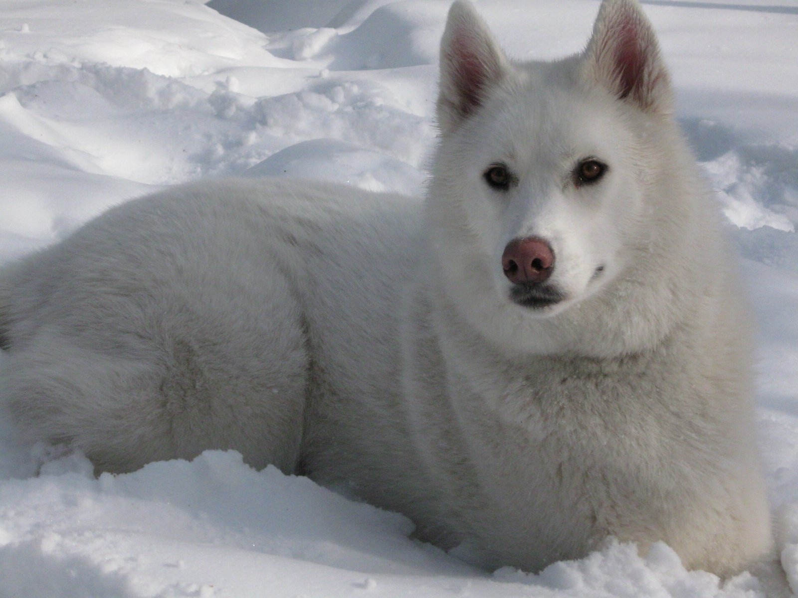 Siberian Husky: The Snowy Trailblazer