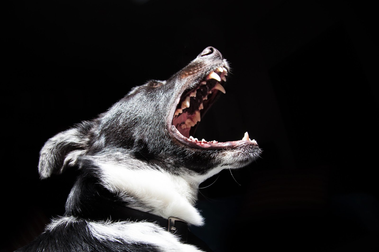 Dangerous Dog Laws: Protecting the Public