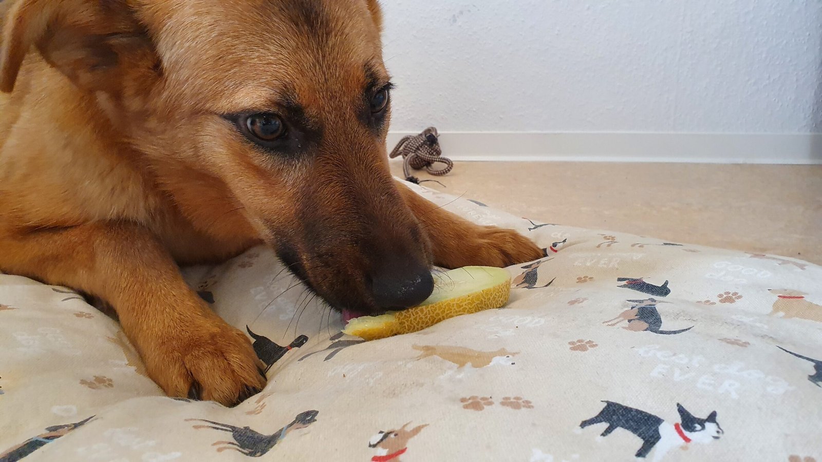Ethical Considerations for Vegan Dog Diets
