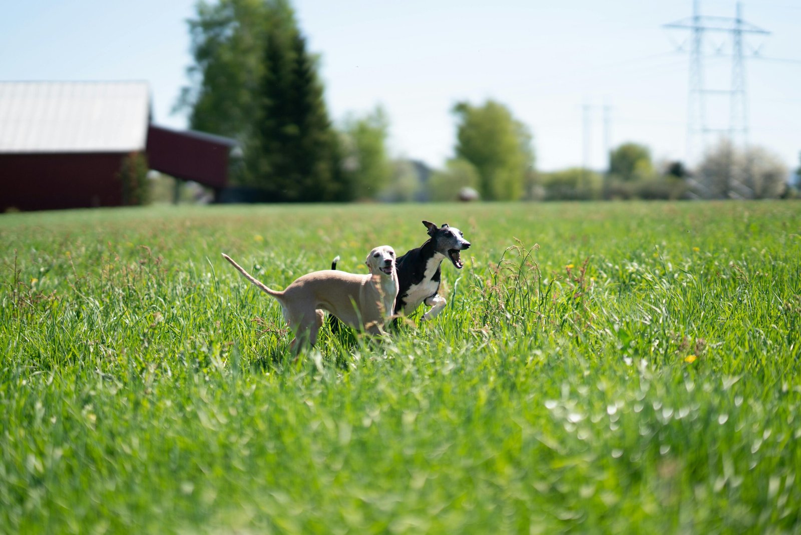 9. Great Danes: The Gentle Giants