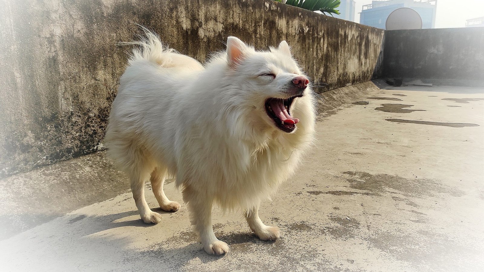 What Makes the Indian Spitz Unique