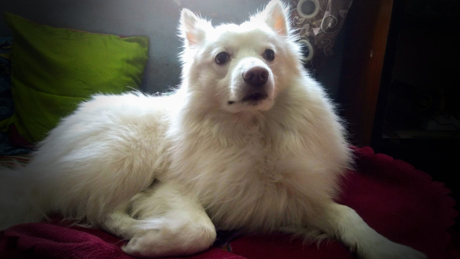 Temperament and Behavior