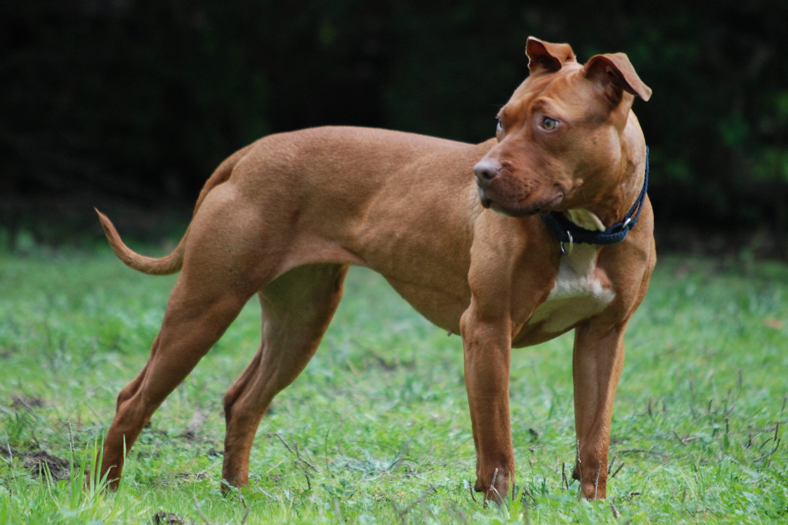 Pit Bull Terrier