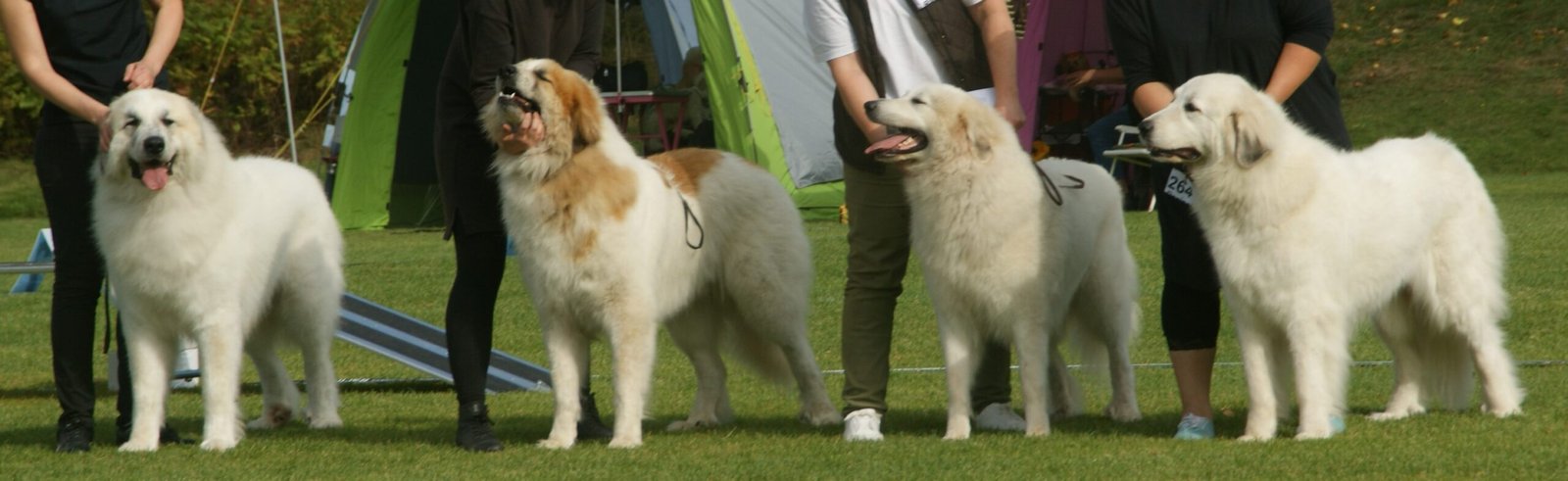 The Journey of Buying From a Breeder