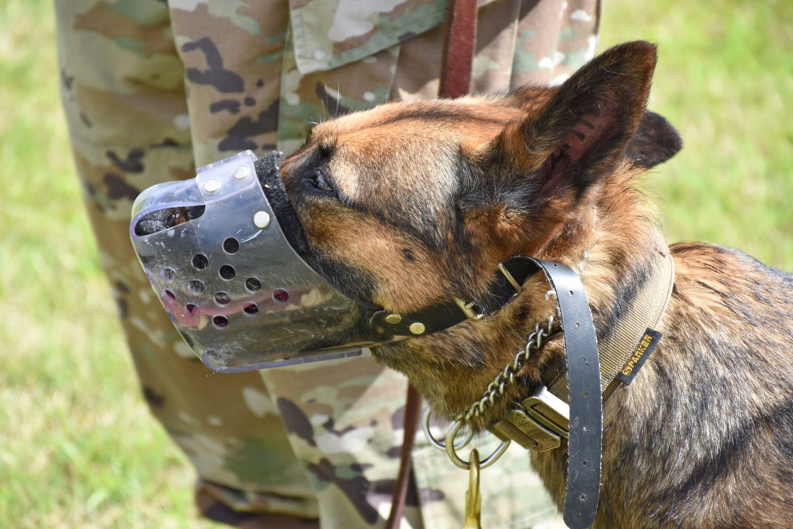 Lack of Socialization