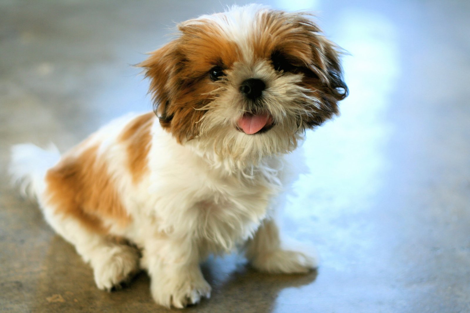 Shih Tzu: The Little Lion