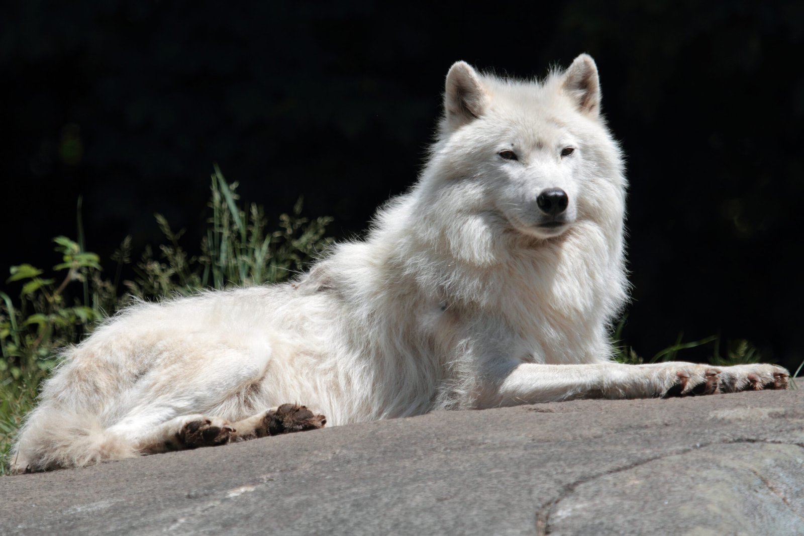Ecological Role: Guardians of the Tundra