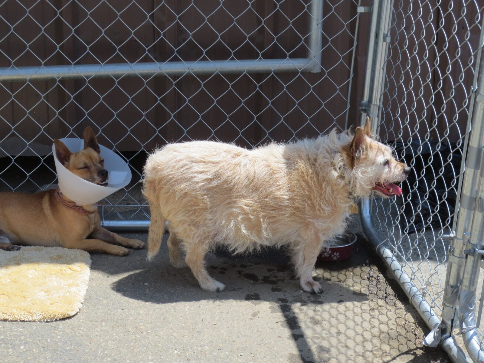 The Emotional Appeal of Rescuing Animals