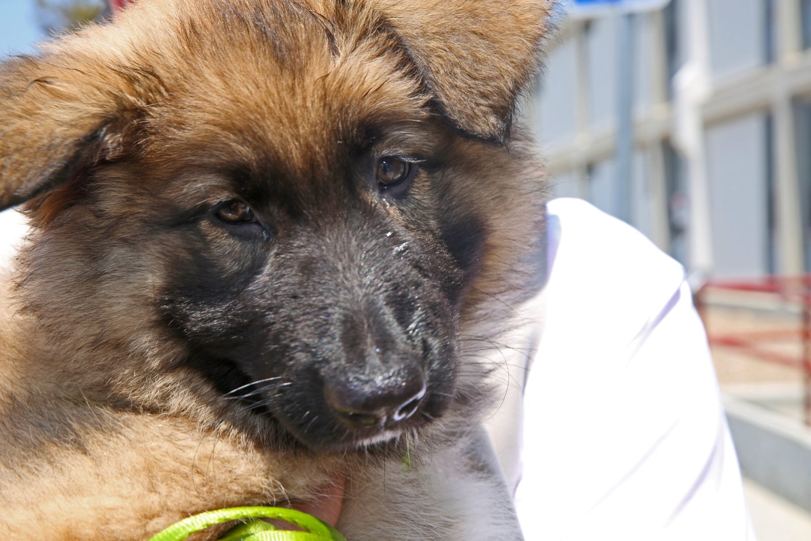 Therapy Dogs: Providing Comfort Amidst Chaos