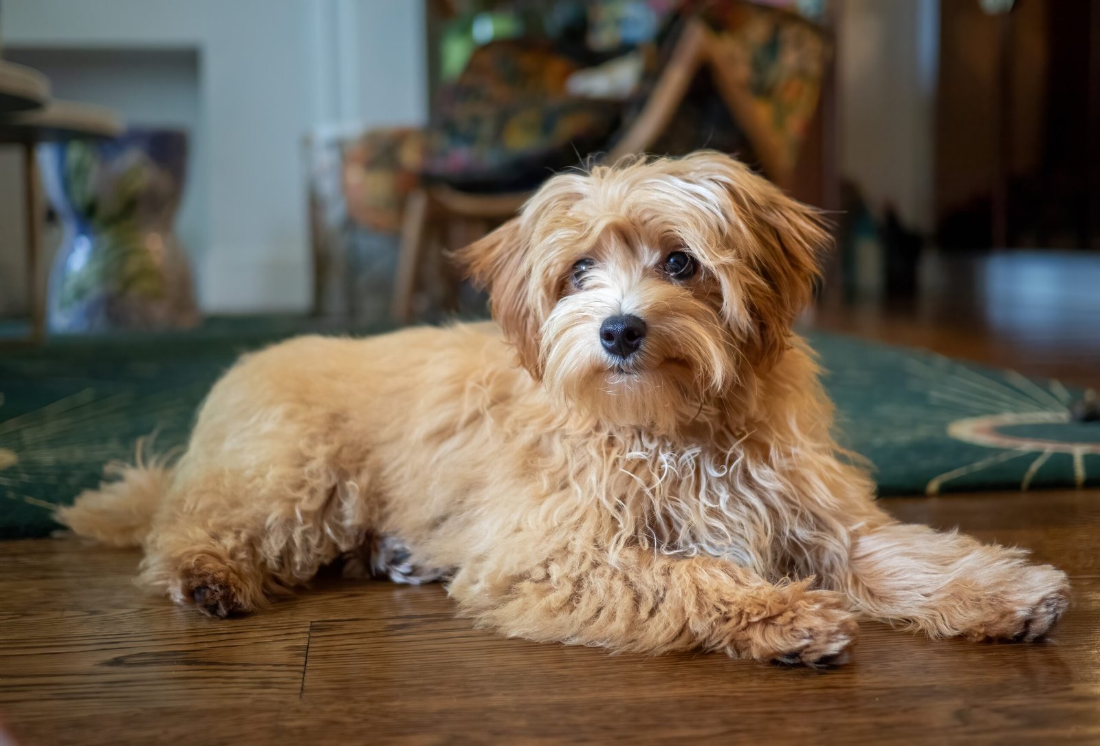 What Makes the Maltipoo Unique