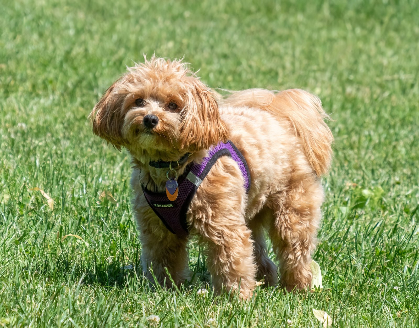 Everything You Need to Know about the Maltipoo