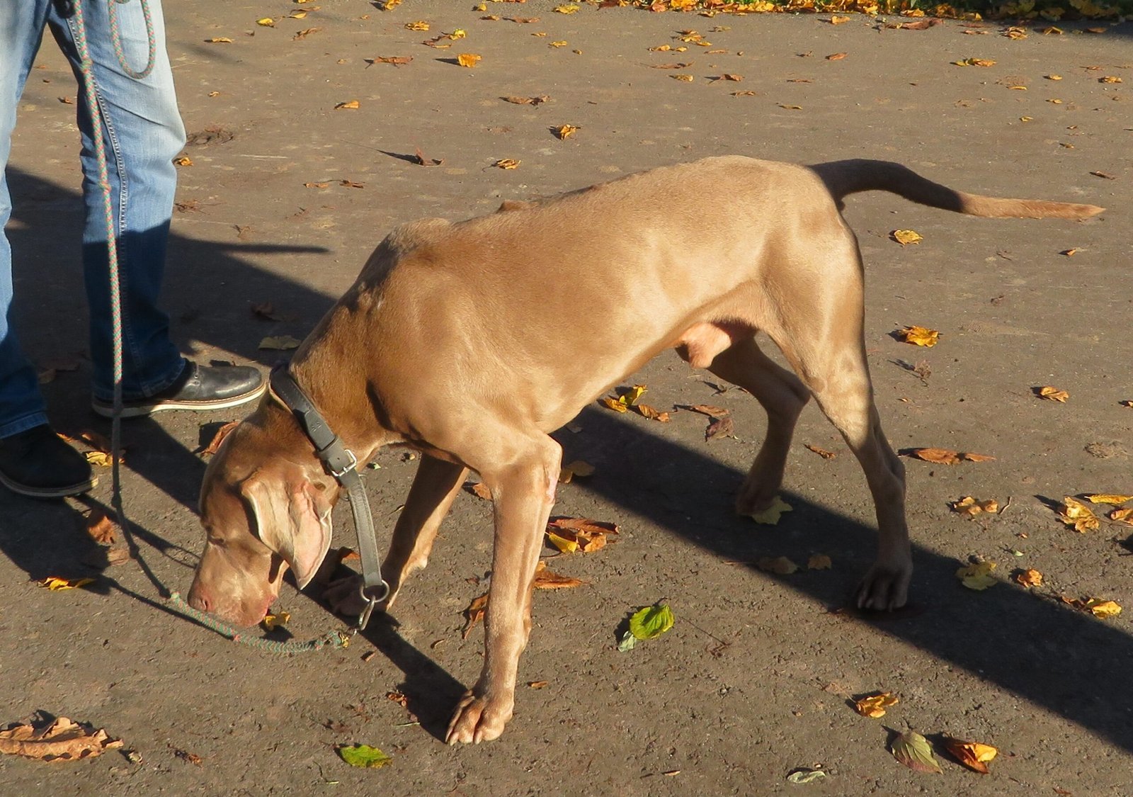 Weimaraner