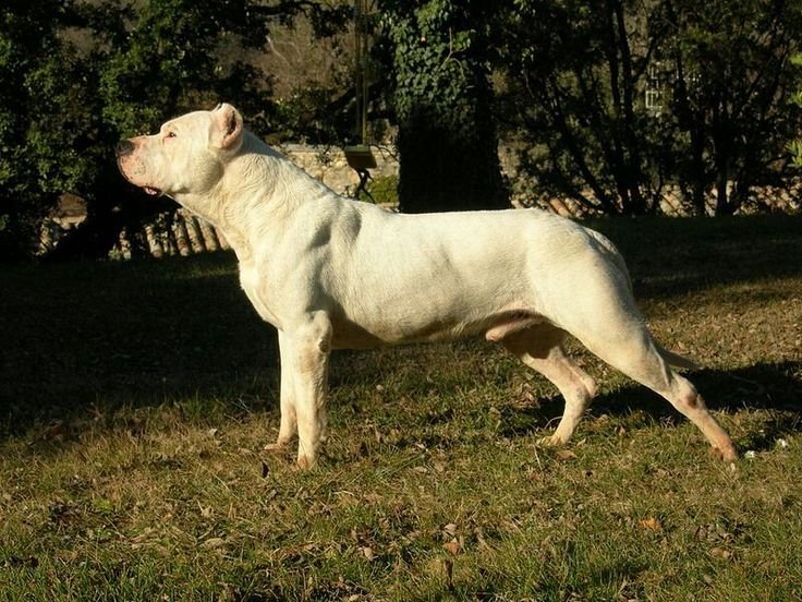 Doggo Argentino side profile