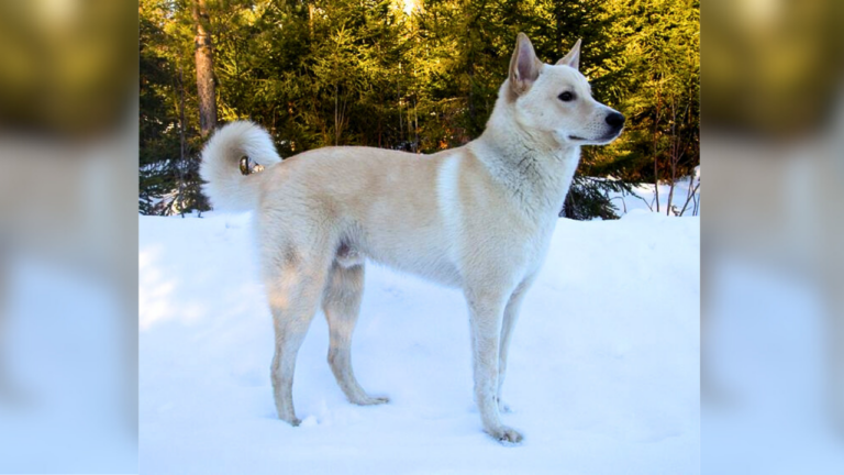A beautiful Canaan dog
