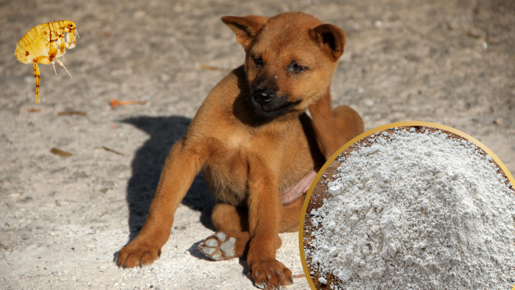 DE on dogs for fleas