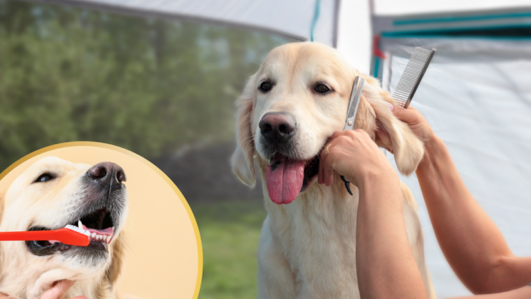 Golden retriever grooming
