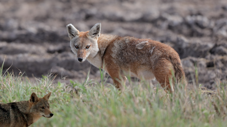 Featured: Front close up of the African Golden Wolf