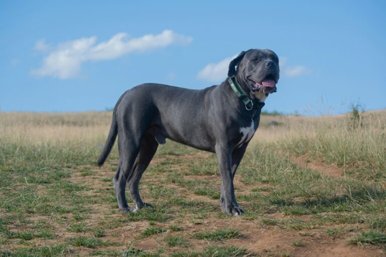 Featured Image: a large black dog standing on top of a grass covered field