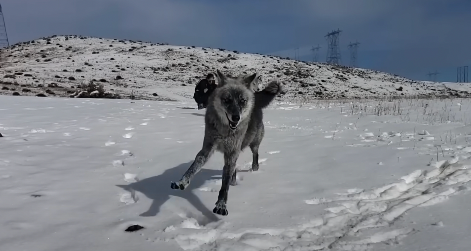 Man Saves a Wolf and They Become Inseparable