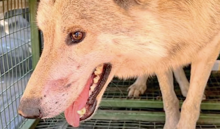 wolf