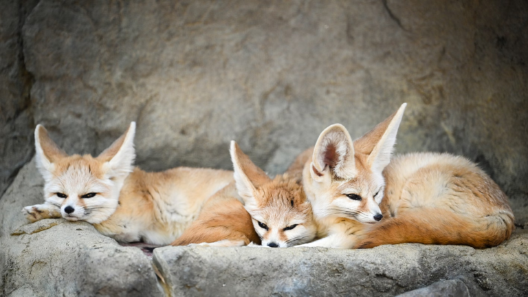 10 Fascinating Facts about the World’s Smallest Wild Dog – The Fennec Fox