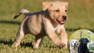 Featured image: Labrador puppy